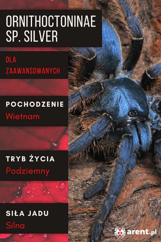 Ornithoctoninae-sp.-silver.jpg