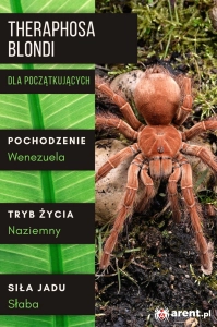 PAJĄK PTASZNIK THERAPHOSA BLONDI L1