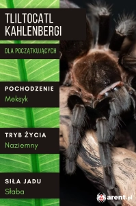 PAJĄK PTASZNIK TLILTOCATL KAHLENBERGI L6
