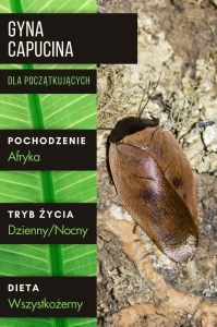Gyna capucina ( 10- 12 szt) - karaczany ozdobne