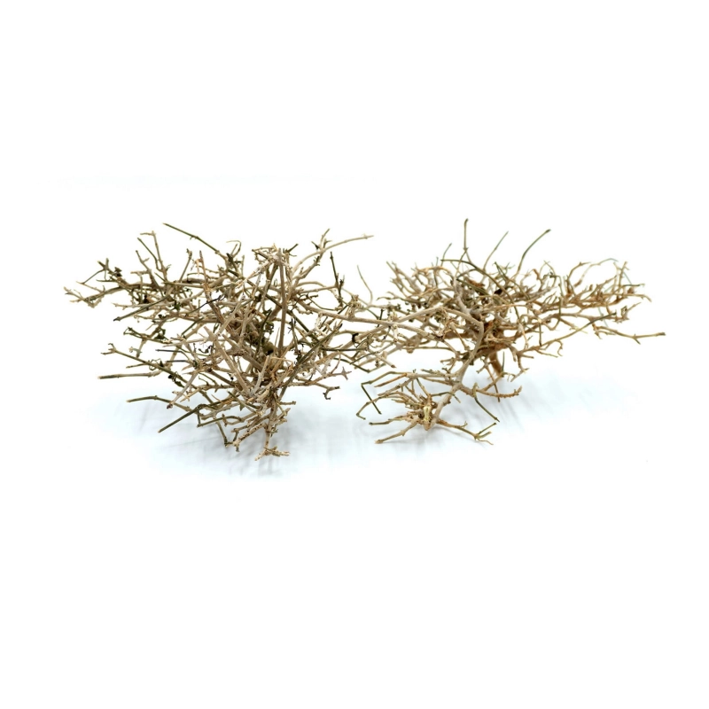BioNano-Roots-Desert-Tree