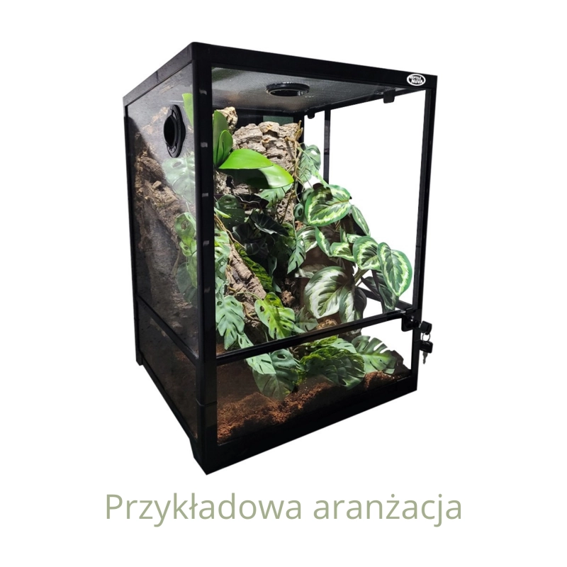 przykładowa aranżacja nadrzewnego terrarium 45x45x60cm
