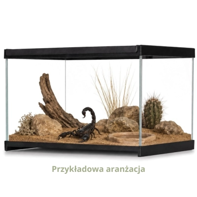 przykład aranżacji terrarium dla skorpiona 30x20x17cm
