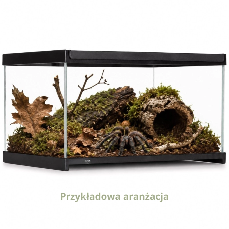 przykład aranżacji terrarium dla ptasznika 30x20x17cm