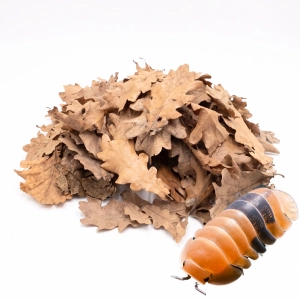 Liście dębu 10 g dla isopodów, wijów, skoczogonków i larw chrząszczy | BioOak Leaves 