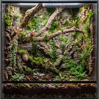 terrarium ze ścianką z płatów korkowych