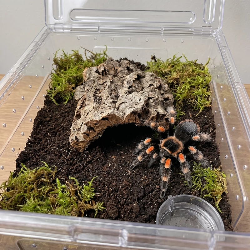 terrarium do hodowli ptasznika.webp