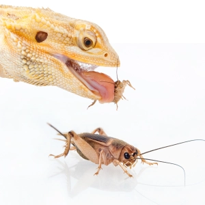 Świerszcz kubański (Gryllus assimilis) | Rozmiar L | żywe świerszcze karmowe