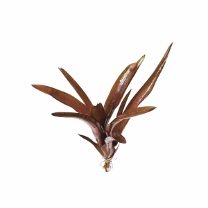Neoregelia midas - Żywa Roślina do Terrarium