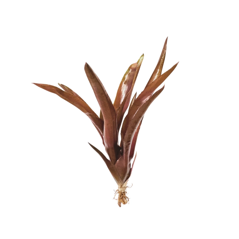 Neoregelia midas.webp