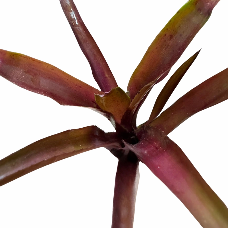 roślina neoregelia.webp