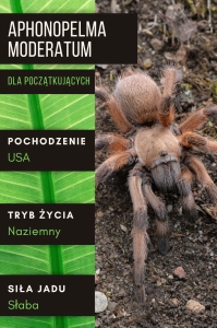 PAJĄK PTASZNIK APHONOPELMA MODERATUM 2,5-3 DC SAMICA