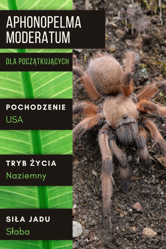 Aphonopelma-moderatum.png