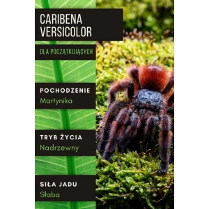 PAJĄK PTASZNIK CARIBENA VERSICOLOR 2-2,5 DC SAMICA