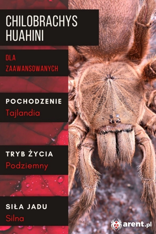 Chilobrachys-huahini-1.jpg