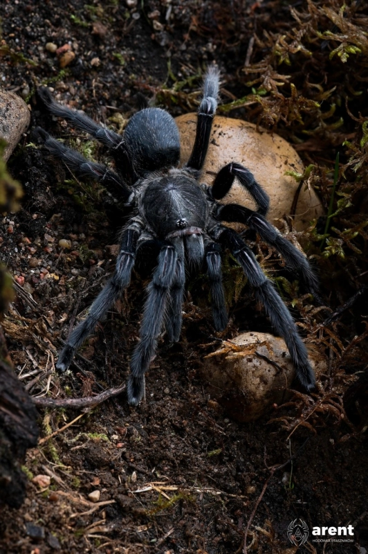 Chilobrachys-sp.-Kaeng-Krachan-2.jpg