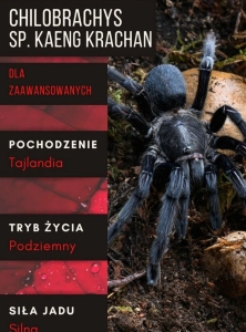PAJĄK PTASZNIK CHILOBRACHYS SP. KAENG KRACHAN 2-2,5 DC SAMICA