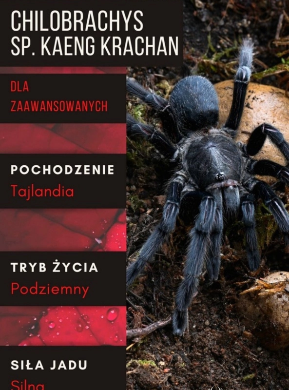 Chilobrachys-sp.-kaeng-krachan.jpg