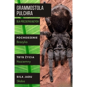 PAJĄK PTASZNIK GRAMMOSTOLA PULCHRA 2-2,5 DC SAMICA