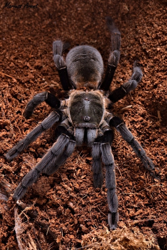 Ornithoctonus-aureotibialis-L12-5.jpg