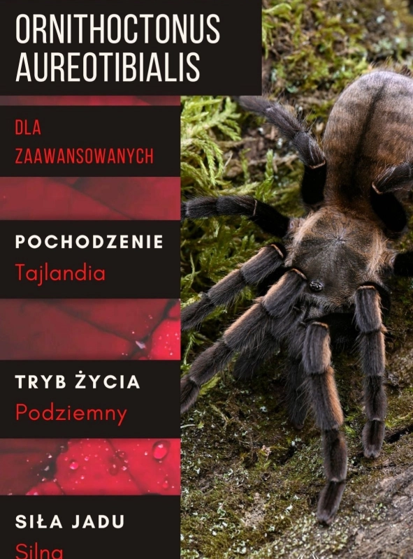 Ornithoctonus-aureotibialis.jpg
