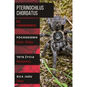 PAJĄK PTASZNIK PTERINOCHILUS CHORDATUS 2-2,5 DC SAMICA