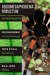 PAJĄK PTASZNIK ABDOMEGAPHOBEMA MESOMELAS 2-2,5 DC SAMIEC