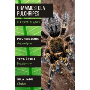 PAJĄK PTASZNIK GRAMMOSTOLA PULCHRIPES 2-2,5 DC SAMIEC