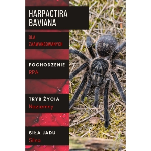 PAJĄK PTASZNIK HARPACTIRA BAVIANA 2,5 DC SAMIEC