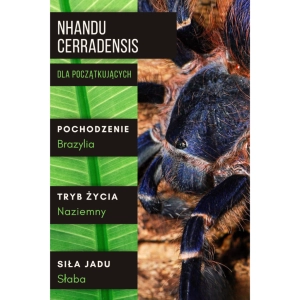 PAJĄK PTASZNIK NHANDU CERRADENSIS 2,5-3 DC SAMIEC
