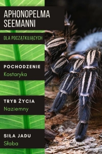 PAJĄK PTASZNIK APHONOPELMA SEEMANNI L4