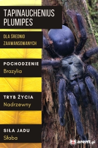 PAJĄK PTASZNIK TAPINAUCHENIUS PLUMIPES L1