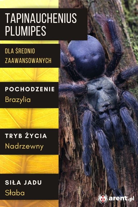 Tapinauchenius-plumipes-2.jpg