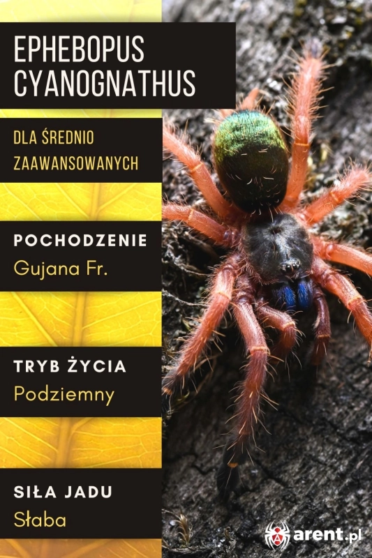 Ephebopus-cyanognathus.jpg
