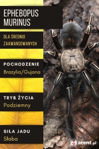 PAJĄK PTASZNIK EPHEBOPUS MURINUS L1