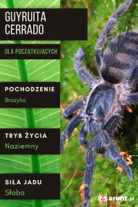 PAJĄK PTASZNIK GUYRUITA CERRADO L2/3