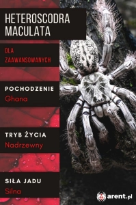 PAJĄK PTASZNIK HETEROSCODRA MACULATA L1