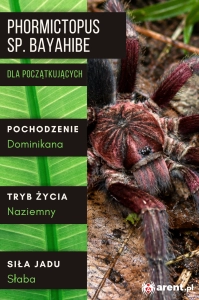 PAJĄK PTASZNIK PHORMICTOPUS SP. BAYAHIBE L2/3