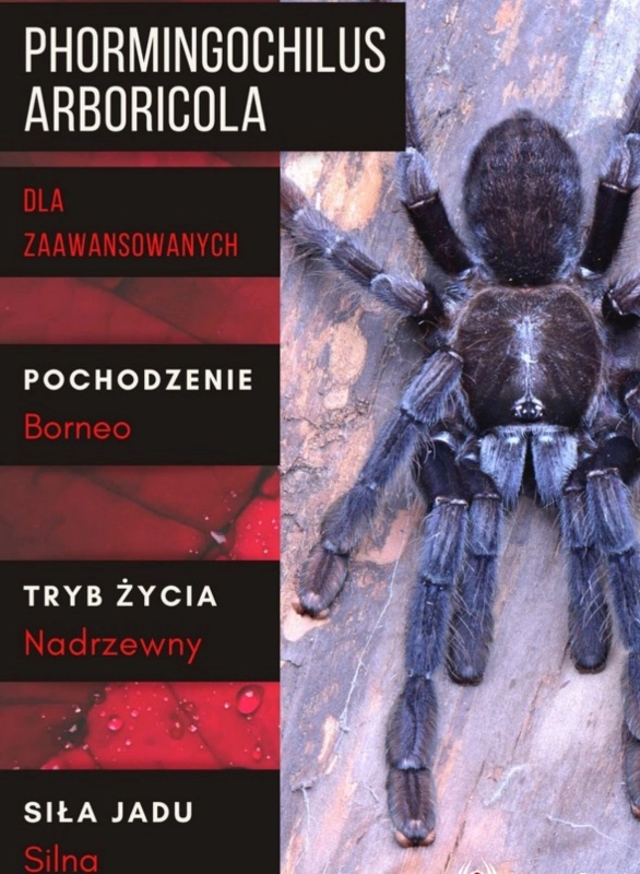 Phormingochilus-arboricola.jpg