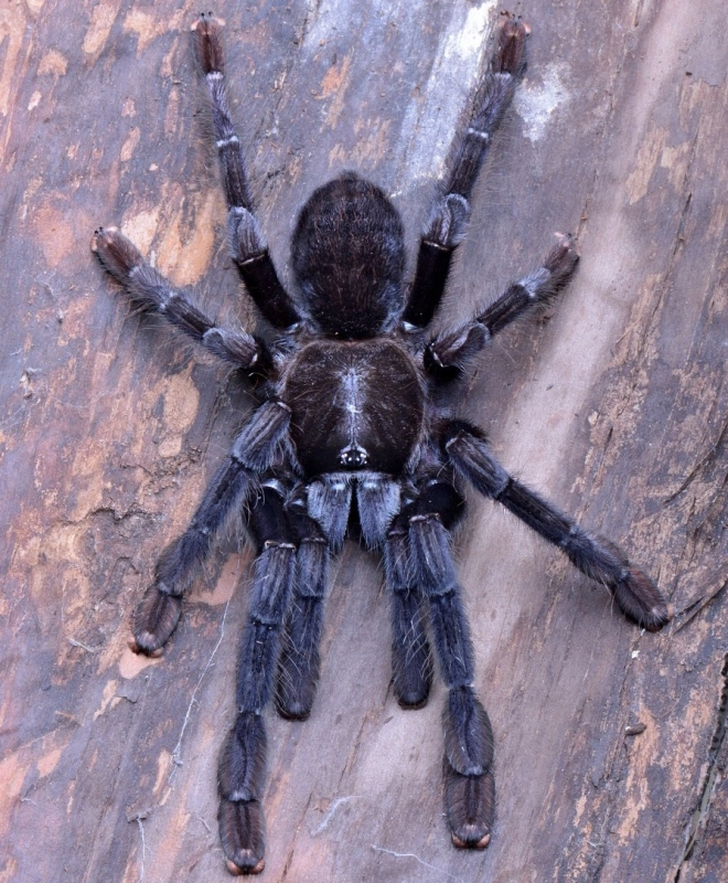 Phormingochilus-arboricola-1.jpg