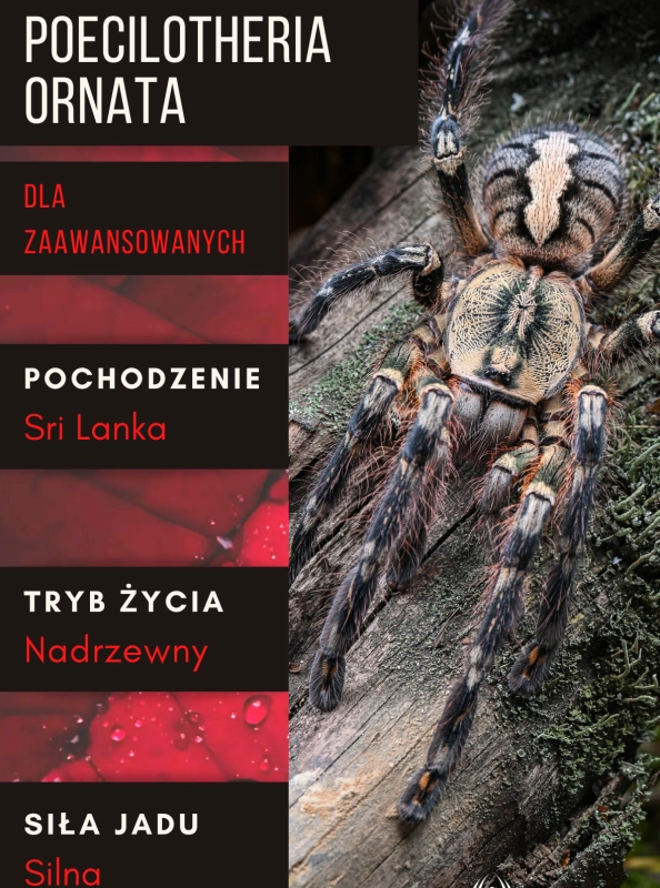 Poecilotheria-ornata.png