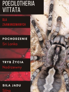 PAJĄK PTASZNIK POECILOTHERIA VITTATA L1