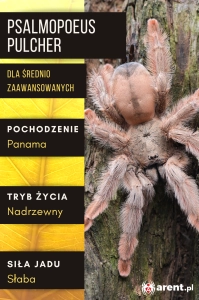 PAJĄK PTASZNIK PSALMOPOEUS PULCHER L2