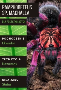 PAJĄK PTASZNIK PAMPHOBETEUS SP. MACHALA L2