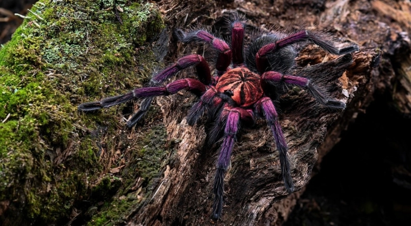 Pamphobeteus-sp.-Machalla-2.jpg