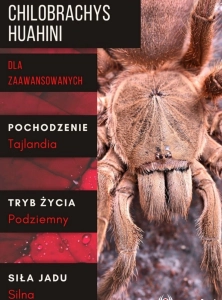 PAJĄK PTASZNIK CHILOBRACHYS HUAHINI L5