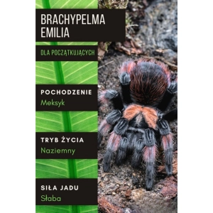 PAJĄK PTASZNIK BRACHYPELMA EMILIA L3