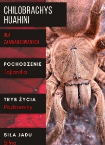 PAJĄK PTASZNIK CHILOBRACHYS HUAHINI 2-2,5 DC SAMICA