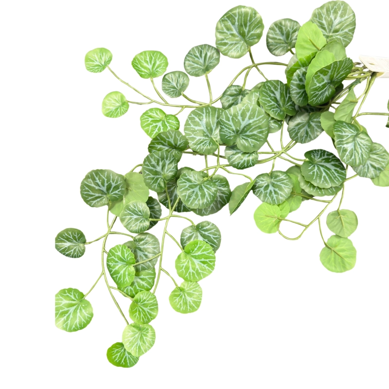 roślinka do terrarium.webp