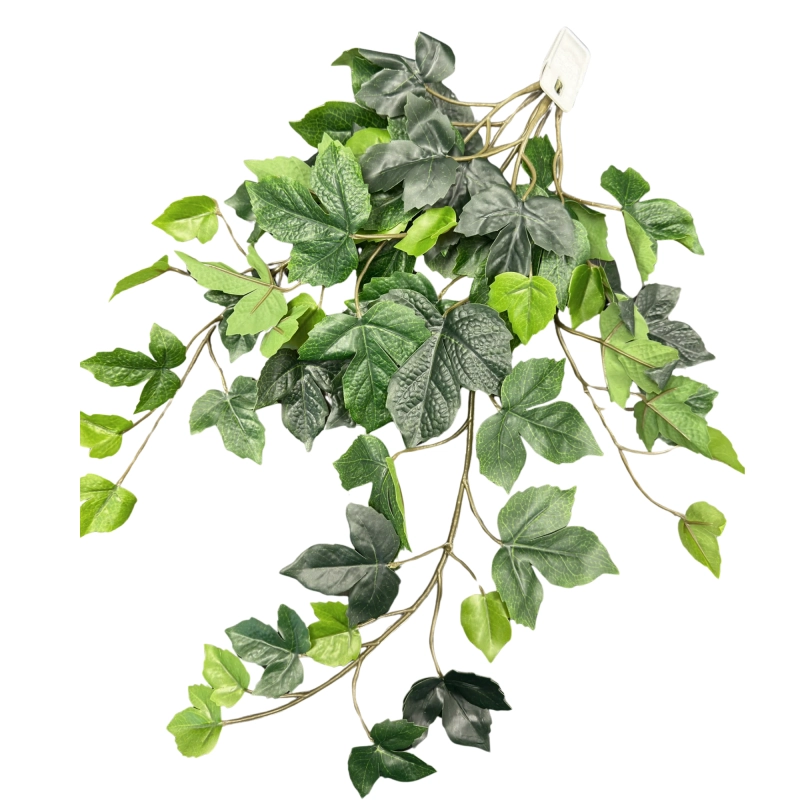 roślina do terrarium.webp